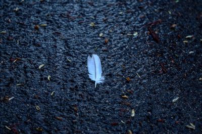 Close-up high angle view of crab