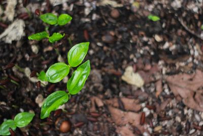 High angle view of small plant growing on field