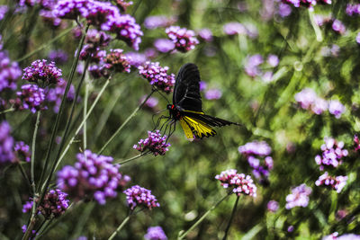 Close-up of butterfly pollinating on flower