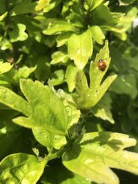 Close-up of ladybug on leaves