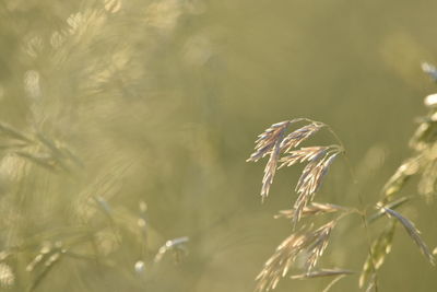 Close-up of crops on field