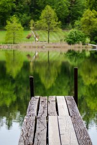 Wooden post in lake by trees in forest