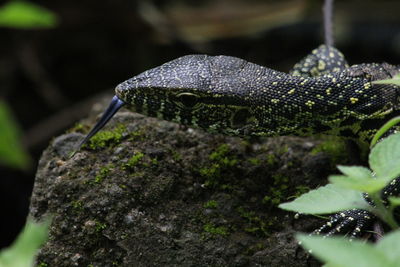 Close-up of an animal on rock