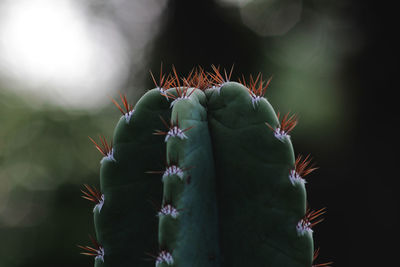 Close-up of cactus plant