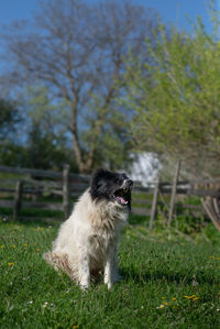 One dog yawning