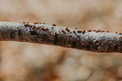 Close-up of rusty metal