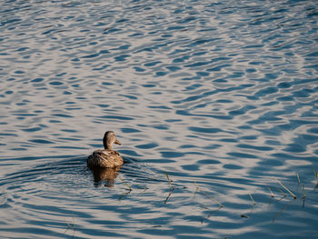 High angle view of duck swimming in lake
