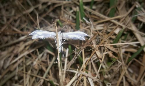 Close-up of mushroom