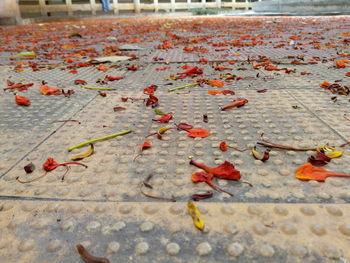 High angle view of autumn leaves on street