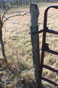 Trees on field