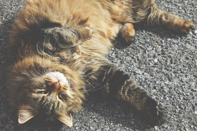 High angle view of cat lying down on floor