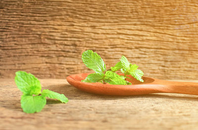 Close-up of green leaves on table