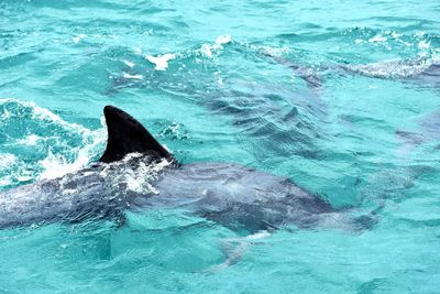 View of dolphin swimming in sea