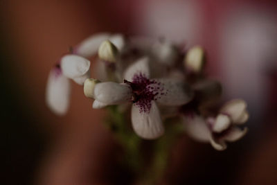 Close-up of white flowering plant