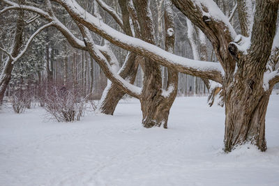 Snow covered bare trees on field during winter