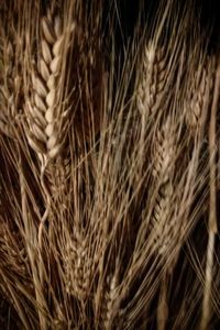 Full frame shot of wheat