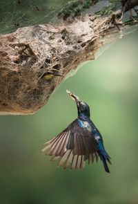 Close-up of bird flying