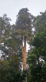 Low angle view of trees against sky