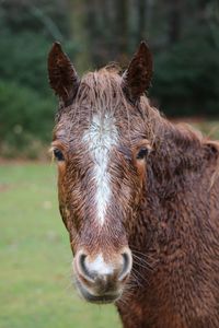 Close-up portrait of a horse