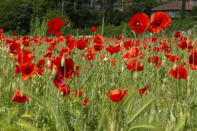 Close-up of red poppy flowers on field