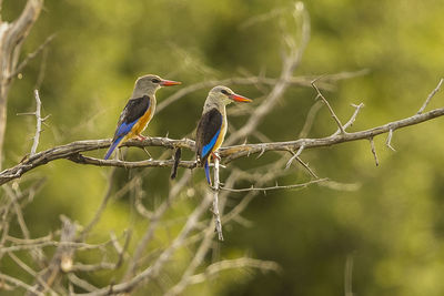 Birds perching on branch