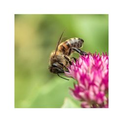 Close-up of butterfly pollinating on pink flower