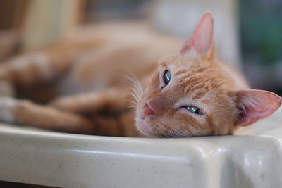 Close-up portrait of a cat