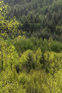 High angle view of pine trees in forest