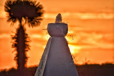 Close-up of orange plant on field against sky during sunset