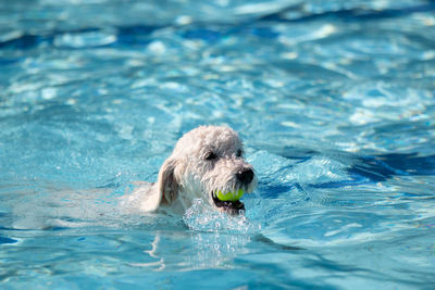 swimming