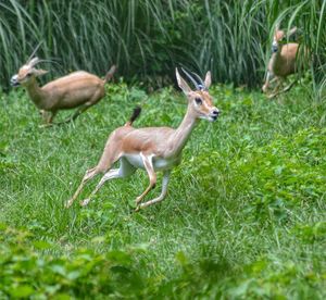 Side view of deer on grass