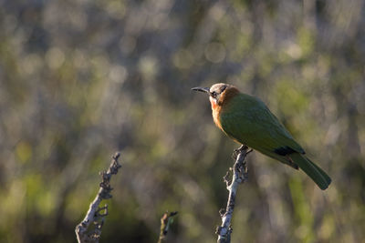 Close-up of bird perching on twig