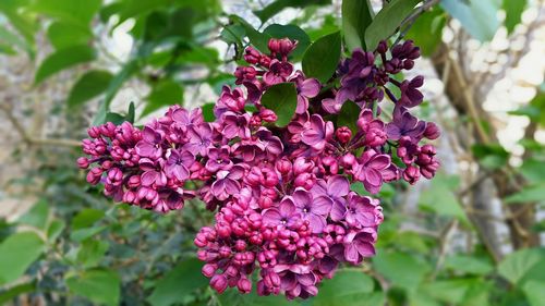Close-up of pink bougainvillea blooming outdoors