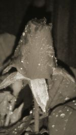 Close-up of water drops on flower