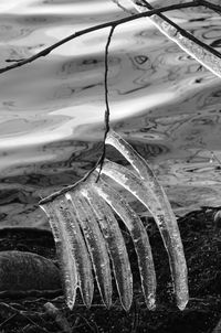 High angle view of water drops on wood