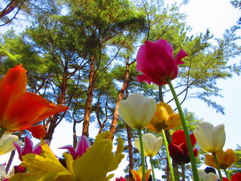 Low angle view of flowers blooming on tree against sky