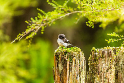 Close-up of bird perching on wooden post