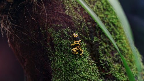 Close-up of insect on tree trunk