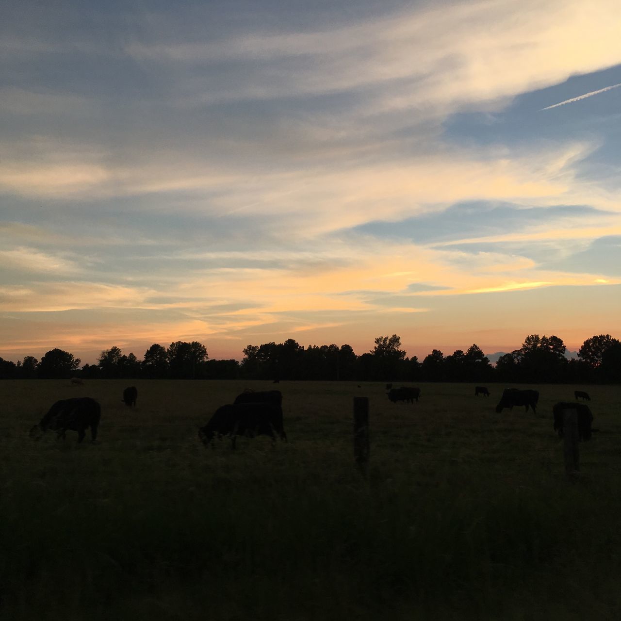 sunset, animal themes, landscape, cloud, field, livestock, domestic animals, mammal, sky, tranquility, herbivorous, tranquil scene, nature, solitude, scenics, beauty in nature, no people, pasture, remote, countryside, cloud - sky, rural scene
