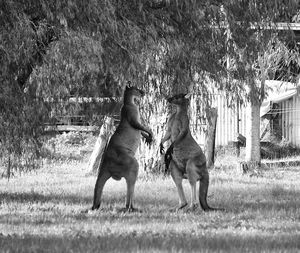 View of two kangaroos boxing on field