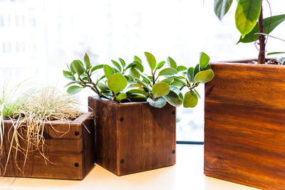 Close-up of potted plant on table