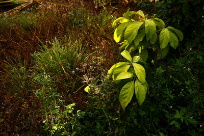 High angle view of flowering plant on field