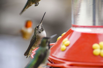 Hummingbirds feeding on simple syrup