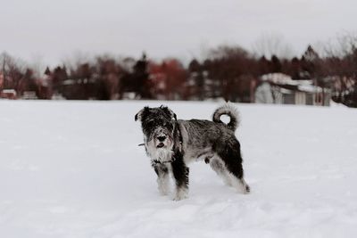 Dog on snow covered land