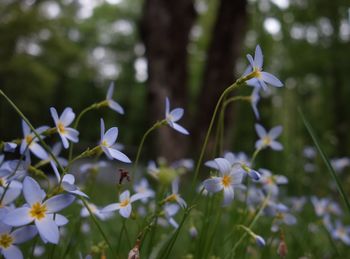 Close-up of white flowering plant