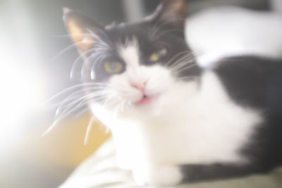 Close-up portrait of cat