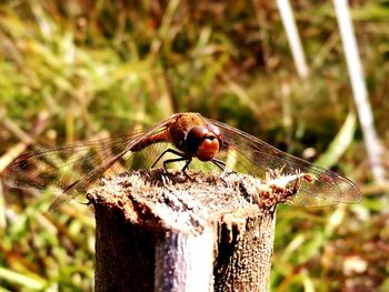 Close-up of insect perching on wood