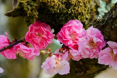 Close-up of pink cherry blossoms in spring