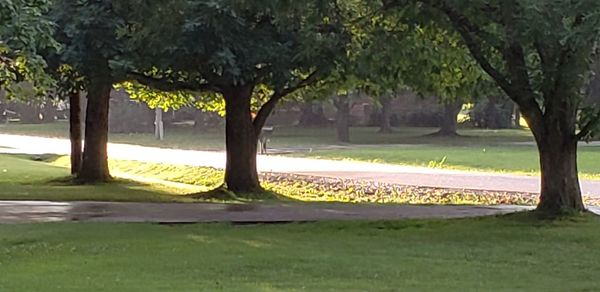 Trees in park