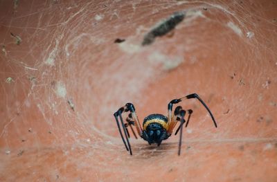 Close-up of spider in web